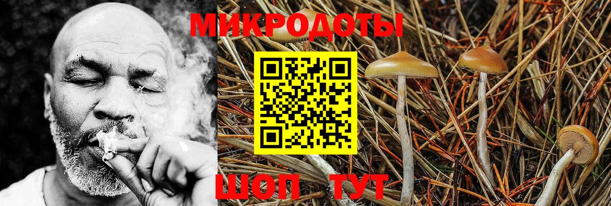 Псилоцибиновые грибы Psilocybe Тимашёвск